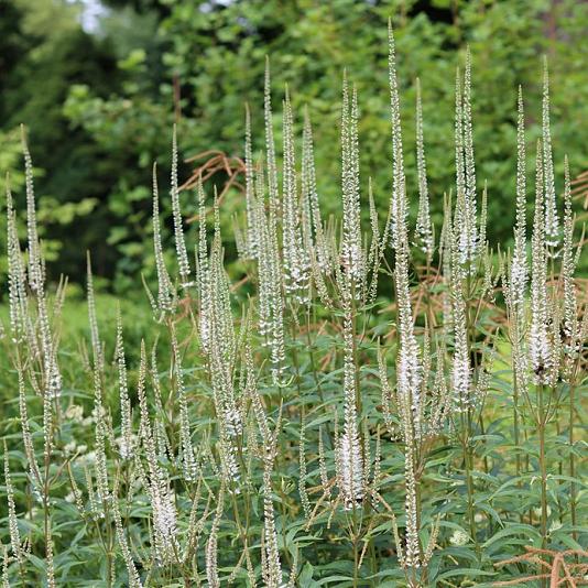 Veronicastrum virg. 'Album' Pot 9cm.