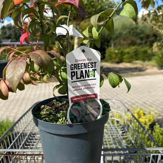 Euonymus alatus 'Compactus' Container 3lt. 30/35cm.