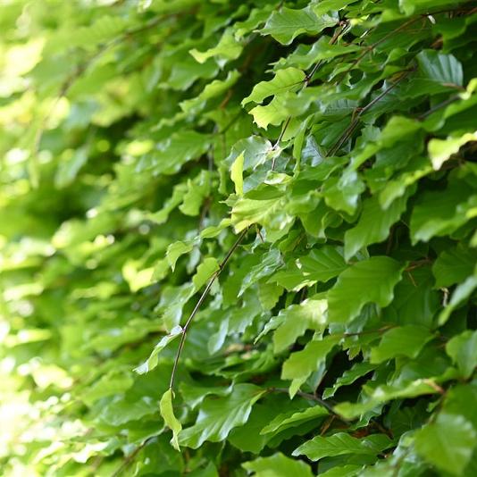 Fagus sylvatica 
