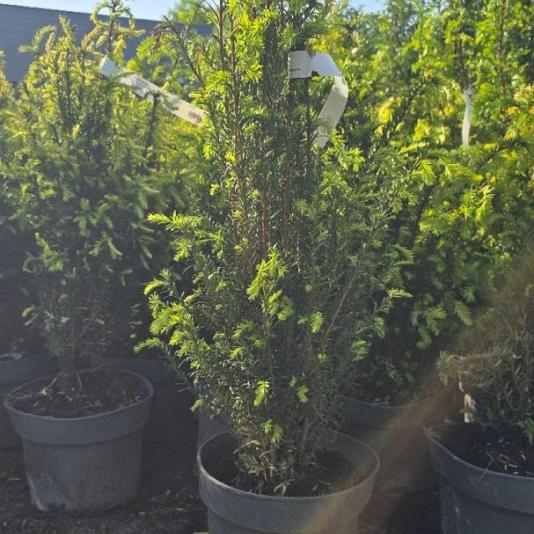 Taxus baccata 