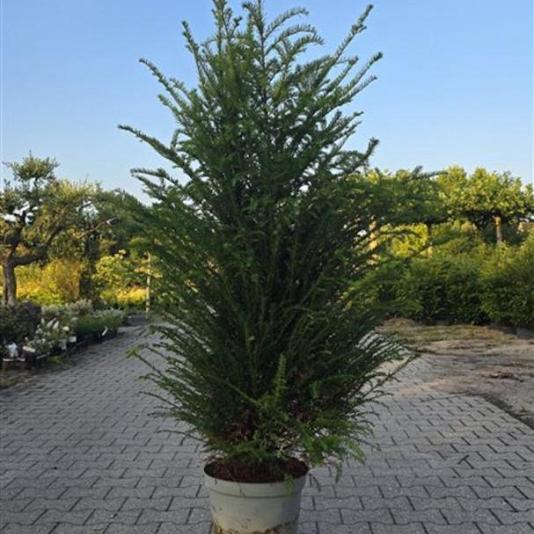 thuja smaragd 180-200 cm Kp Thuja Smaragd 180-200 cm, Krukodlad 12-20L, Kvalite: Landscape Quality   Svedberga.no