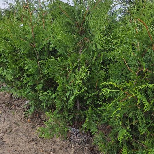 Thuja occ. 'Brabant' 