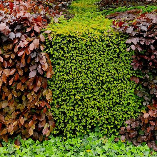 Fagus sylvatica 'Atropunicea' 