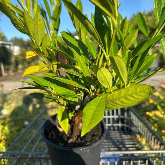 Prunus l. 'Otto Luyken' 