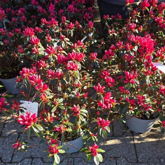 Azalea jap. 'Madam Galle' 