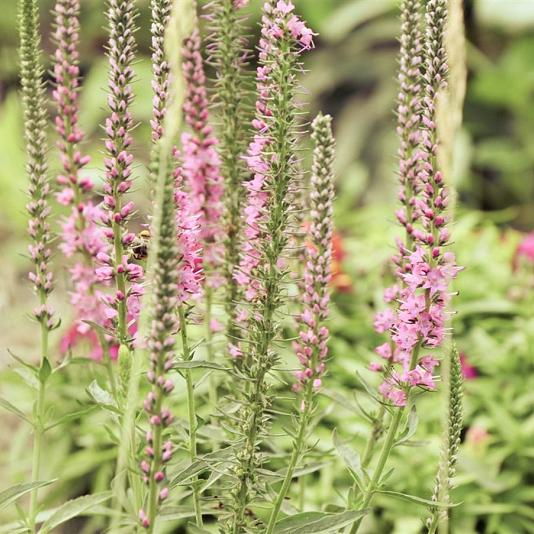 Veronicastrum virginicum 'Roseum' 
