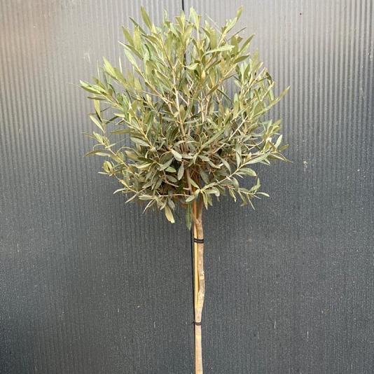 Olea europaea 'Cipressino' 