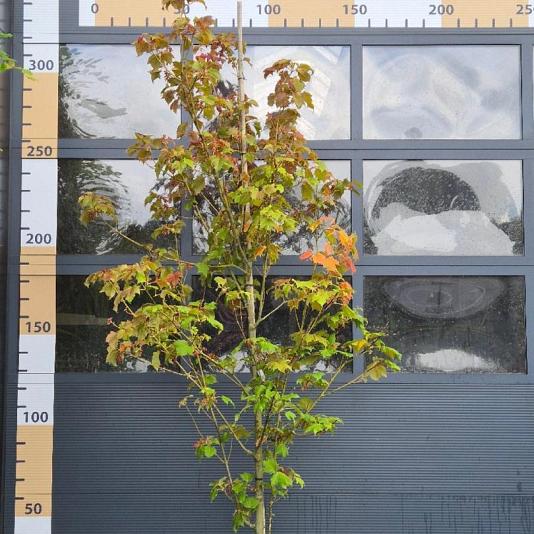 Acer davidii 
