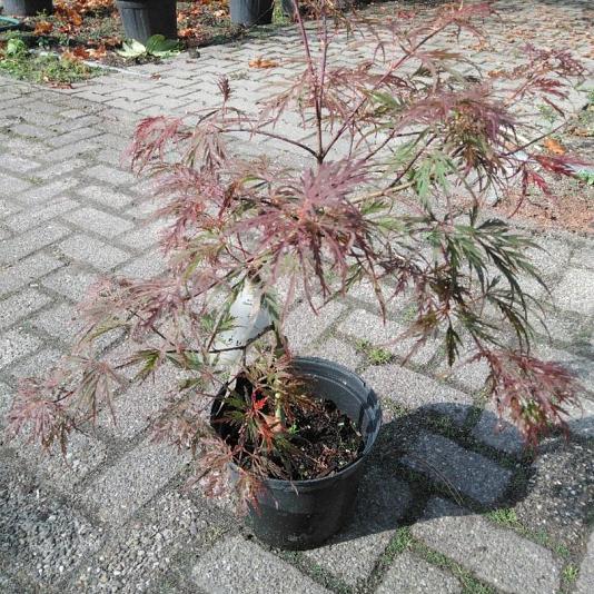 Acer palm. 'Dissectum Garnet' 