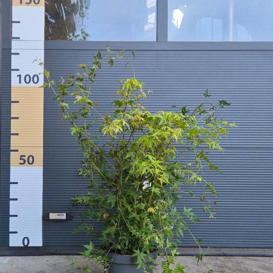 Acer palmatum 