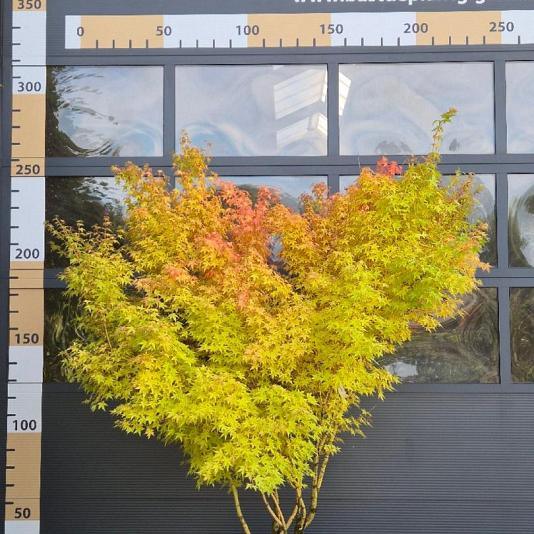 Acer palmatum 'Bihou' 