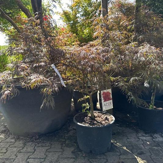 Acer pal. 'Garnet' 