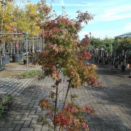 Acer pal. 'Katsura' 