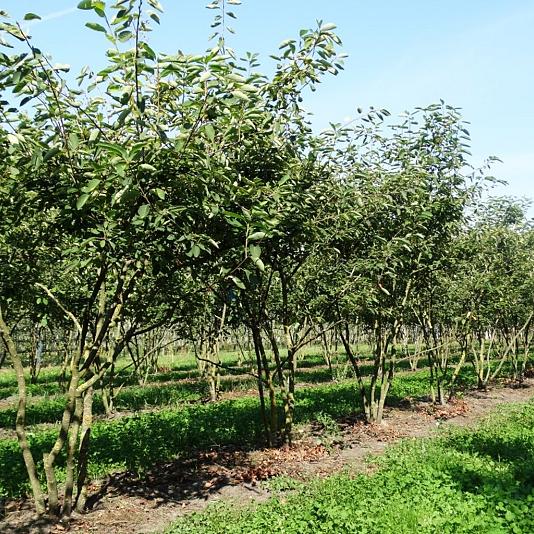 Amelanchier lamarckii Meerstammig 