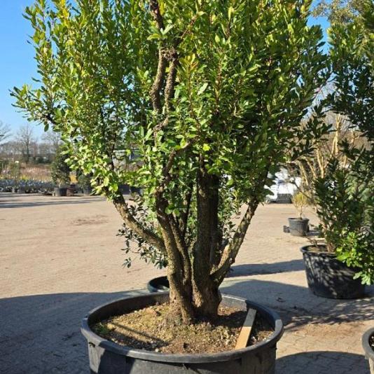 Arbutus unedo Meerstammig 