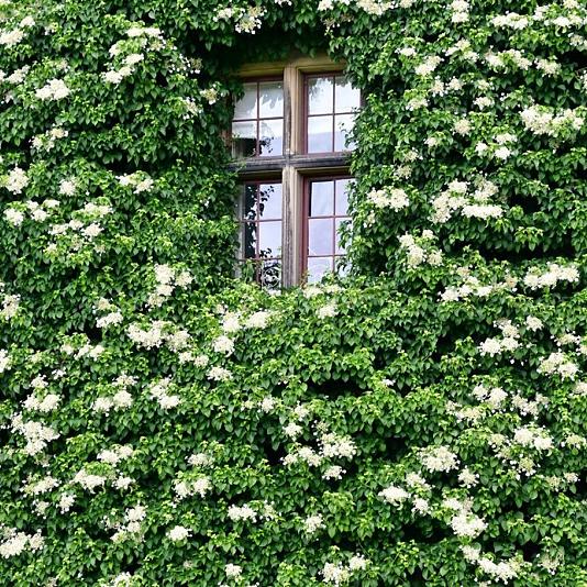 Hydrangea anomala 'Petiolaris' 