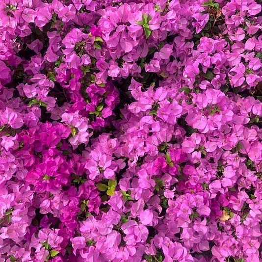 Bougainvillea spectabilis 