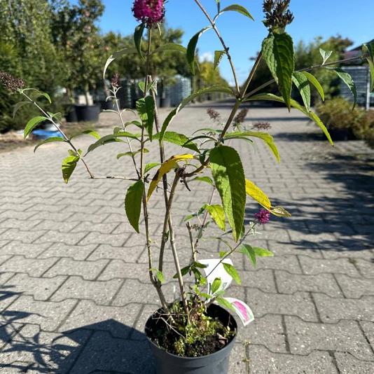 Buddleja dav. 'Miss Ruby' 
