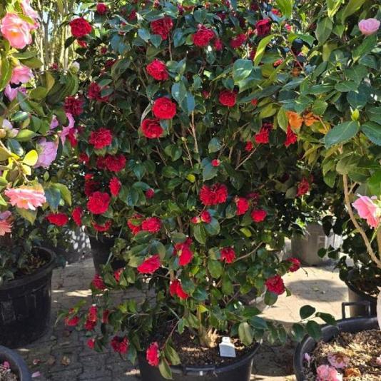Camellia japonica 