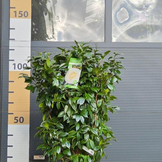 Camellia jap. 'Matterhorn' 
