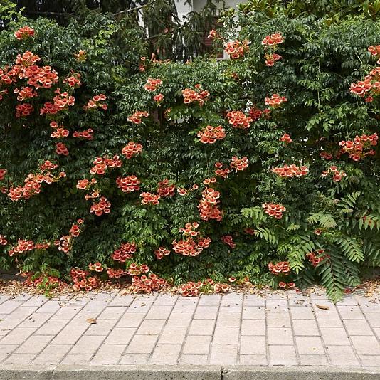 Campsis rad. 'Flamenco' 