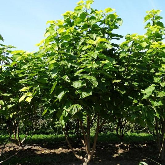 Catalpa bignonioides 'Aurea' Meerstammig 
