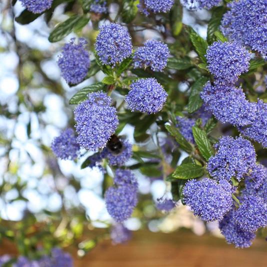 Ceanothus arboreus 'Trewithen Blue' 