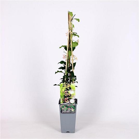 Trachelospermum jas. 'Star of Toscane' 