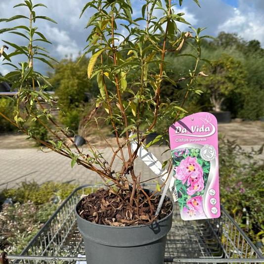 Cistus purpureus 