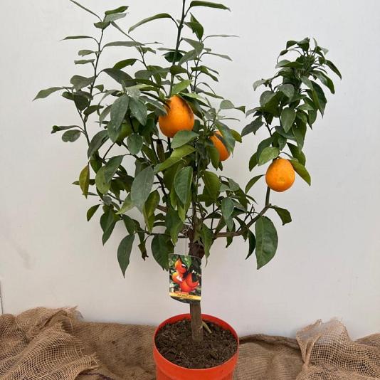 Citrus sinensis 