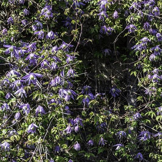Clematis alpina 