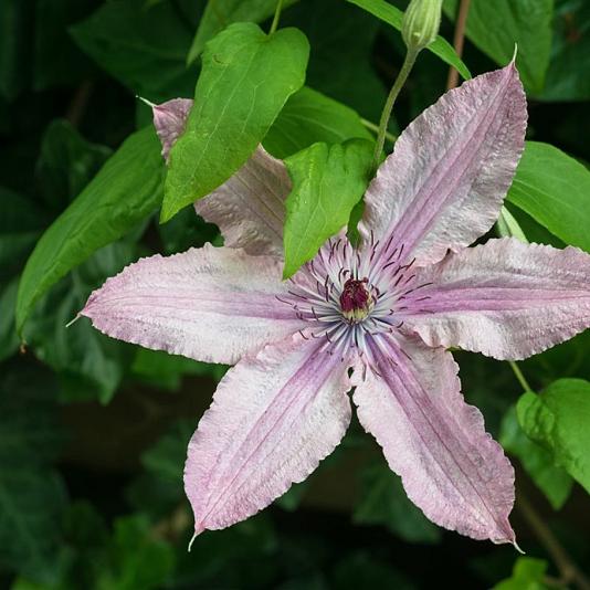 Clematis 'Hagley Hybrid' 