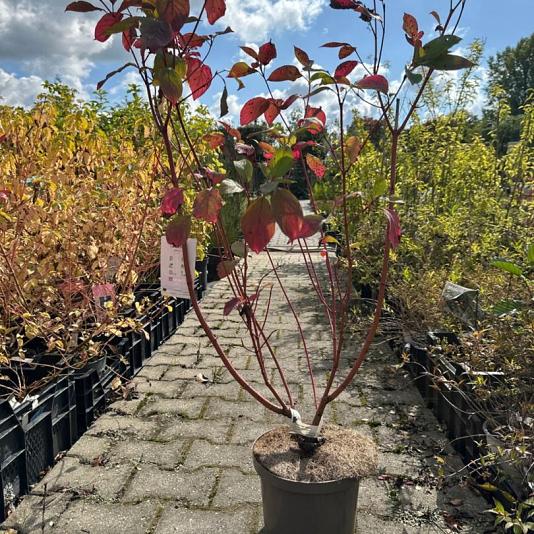 Cornus alba 'Sibirica' 