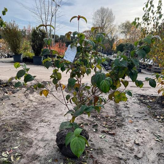 Cornus kousa 'Satomi' 