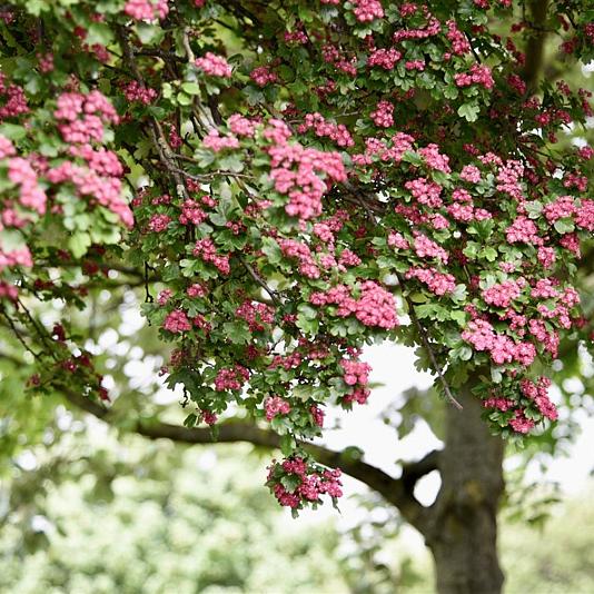 Crataegus laev. 'Paul's Scarlet' 