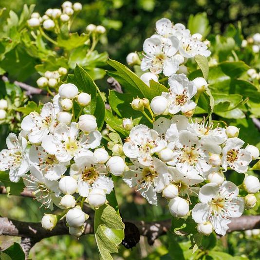 Crataegus monogyna 