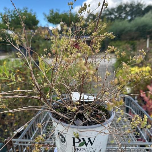Deutzia Yukis 'Snowflake' 