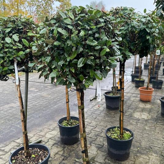 Elaeagnus ebb. 'Compacta' Halfstam 