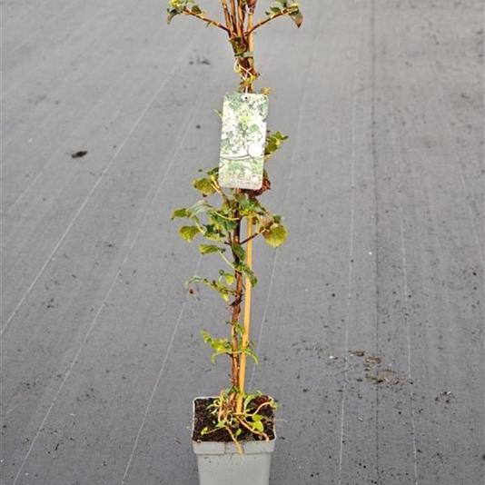 Hydrangea petiolaris 