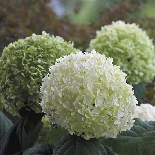 Hydrangea 'Strong Annabelle' 