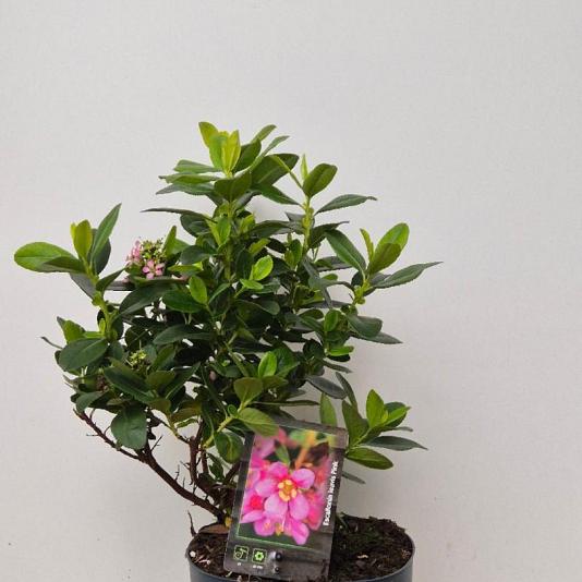 Escallonia laevis 'Pink Elle' 