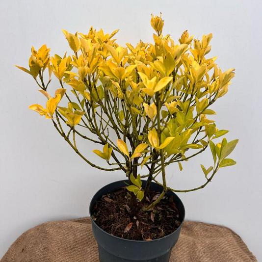Euonymus japonicus 
