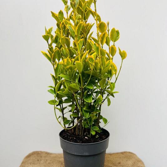 Euonymus jap. 'Aureomarginatus' 