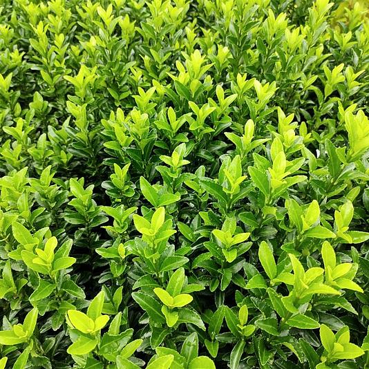 Euonymus jap. 'Green Spire' 