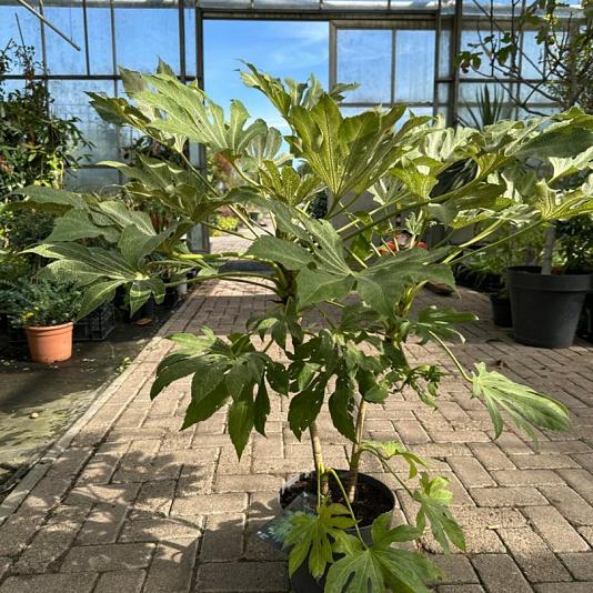 Fatsia jap. 'Spiders Web' 