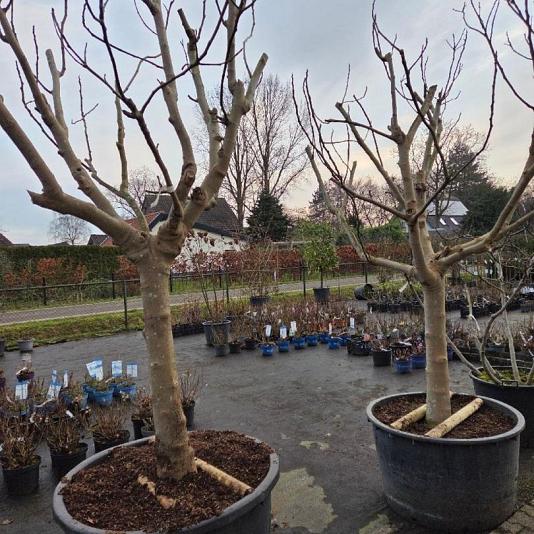 Ficus carica 