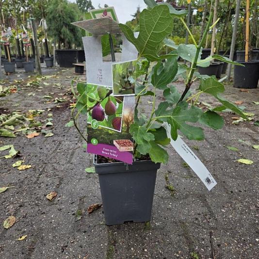 Ficus carica Brown Turky 