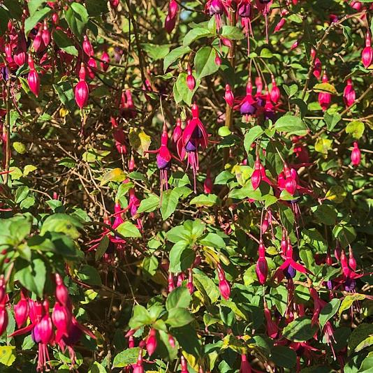 Fuchsia 'Riccartonii' 