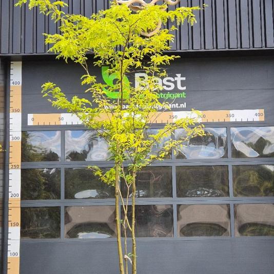 Gleditsia triac. inermis Meerstammig 