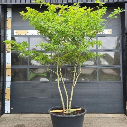 Gleditsia tria. 'Sunburst' Meerstammig 